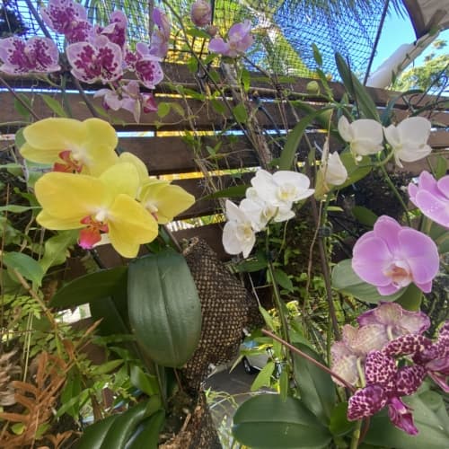 Colourful Orchids